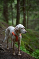 Picture of orange belton english setter standing in the woods