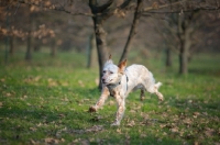 Picture of orange belton setter running in a park