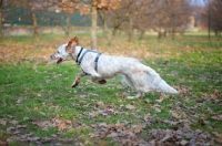 Picture of orange Belton Setter running in a park