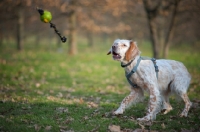 Picture of orange belton setter waiting to catch toy