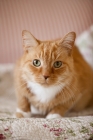 Picture of orange cat crouching on floral blanket