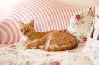 Picture of orange cat lying on red and white striped sofa with floral blanket