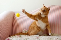 Picture of orange cat playing with yellow ball