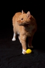 Picture of orange cat standing with yellow ball
