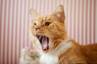 Picture of orange cat yawning