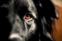 Picture of Orange eye on black dog