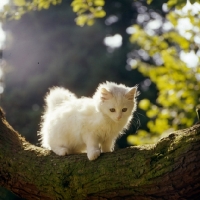 Picture of orange eyed kitten on a branch, backlit