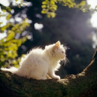Picture of orange eyed kitten on a branch, backlit, 
