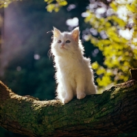 Picture of orange eyed kitten on a branch, backlit, 