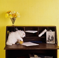 Picture of orange eyed kitten playing on desk