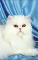 Picture of orange eyed Persian on blue satin
