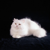 Picture of orange eyed white cat on black background