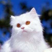 Picture of orange eyed white cat portrait