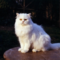Picture of orange eyed white cat sitting on a garden table