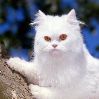 Picture of orange eyed white cat up a tree looking out