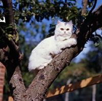 Picture of orange eyed white cat up a tree