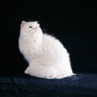 Picture of orange eyed white cat