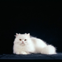 Picture of orange eyed white cat