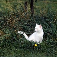 Picture of Orange eyed white in grass, ch dellswood saint
