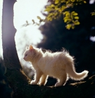 Picture of orange eyed white kitten side view, backlit