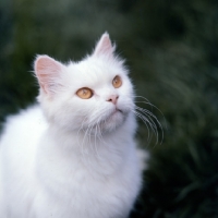 Picture of orange eyed white long hair cat out of coat 