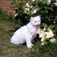 Picture of orange eyed white long hair cat out of coat, among roses