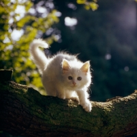 Picture of orange eyed white long hair kitten in tree