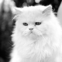 Picture of orange eyed white long haired cat