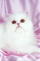 Picture of orange eyed white Persian looking up