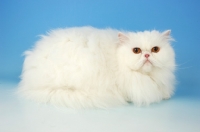 Picture of orange eyed white Persian lying down