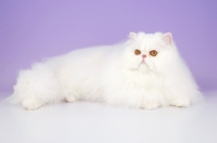 Picture of orange eyed white Persian lying down on purple background