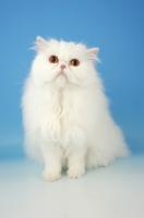 Picture of orange eyed white Persian on blue background