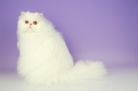 Picture of orange eyed white Persian on purple background