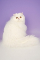 Picture of orange eyed white Persian on purple background, back view