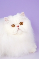 Picture of orange eyed white Persian on purple background, looking at camera