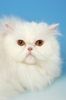 Picture of orange eyed white Persian portrait