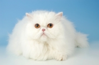 Picture of orange eyed white Persian