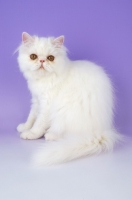 Picture of orange eyes white Persian on light purple background