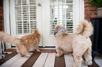Picture of orange maine coon cat and terrier mix dog looking through door