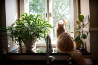 Picture of orange maine coon looking out window