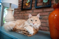 Picture of orange maine coon nestled in basket