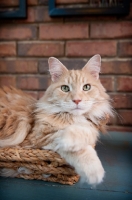 Picture of orange maine coon sitting in basket