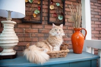 Picture of orange maine coon sitting in basket