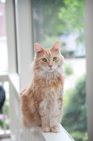 Picture of orange maine coon sitting on ledge