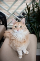 Picture of orange maine coon sitting on ottoman