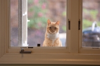 Picture of Orange tabby cat looking in through window