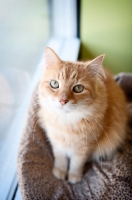 Picture of orange tabby cat sitting