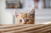 Picture of orange tabby kitten peeking over edge of basket