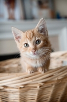 Picture of orange tabby kitten perching on edge of basket