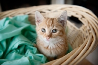 Picture of orange tabby kitten sitting in basket